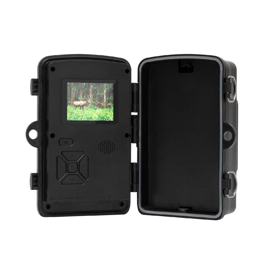 Camera Animale Salbatice